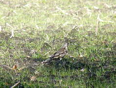 Mistle Thrush