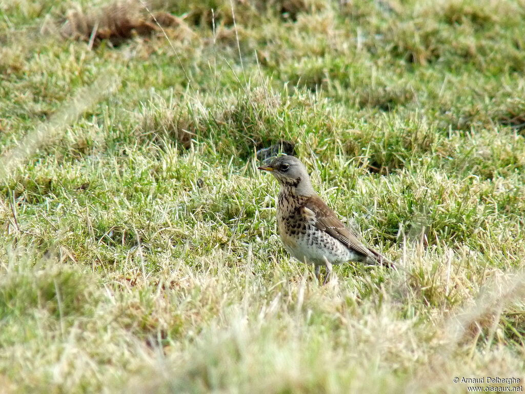 Fieldfare