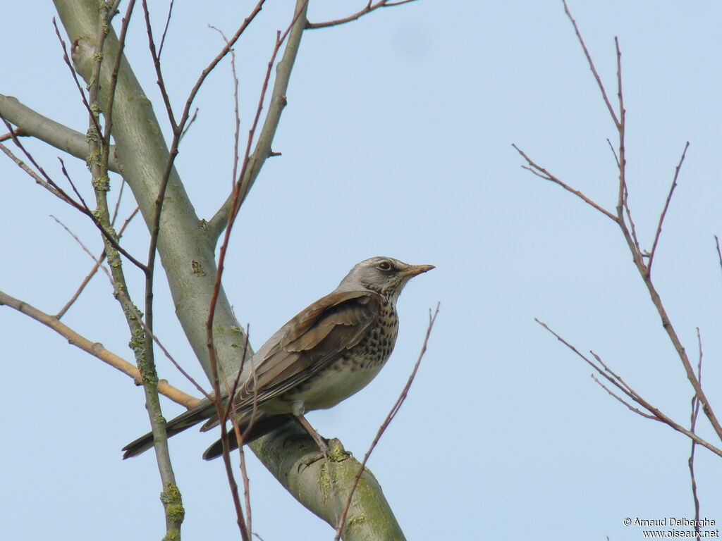 Fieldfare