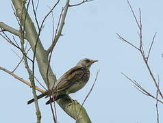 Fieldfare