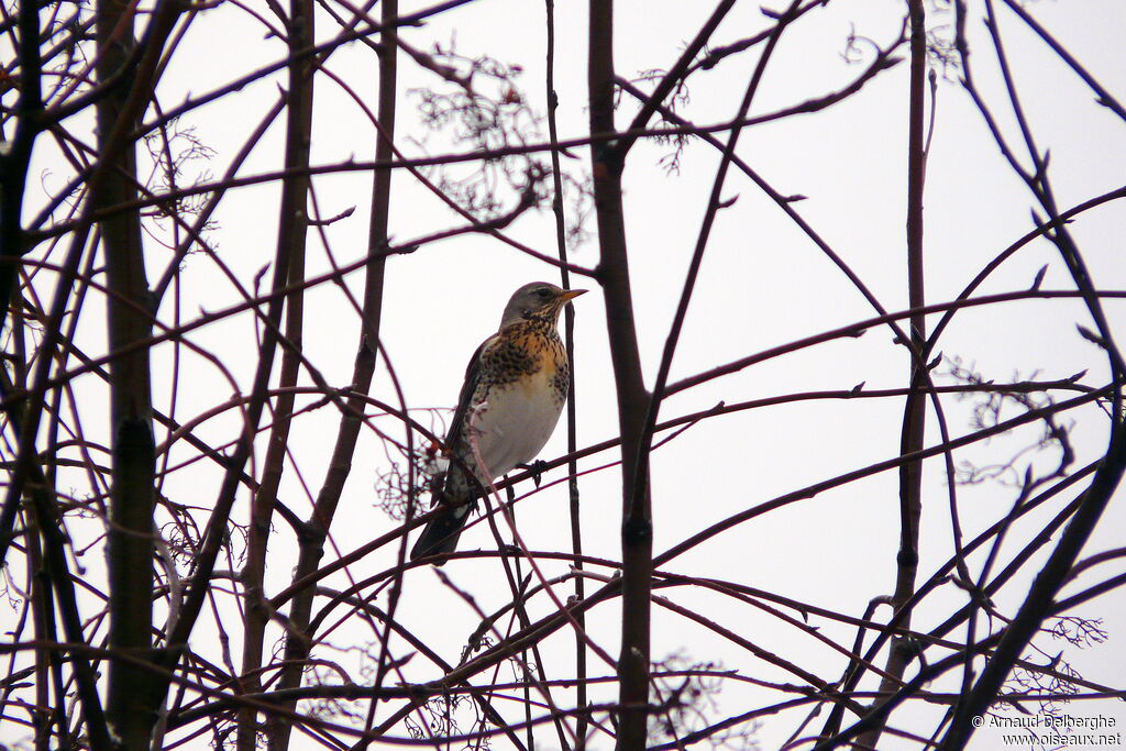 Fieldfare