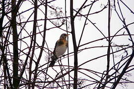 Fieldfare