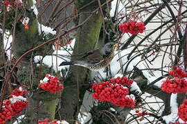 Fieldfare