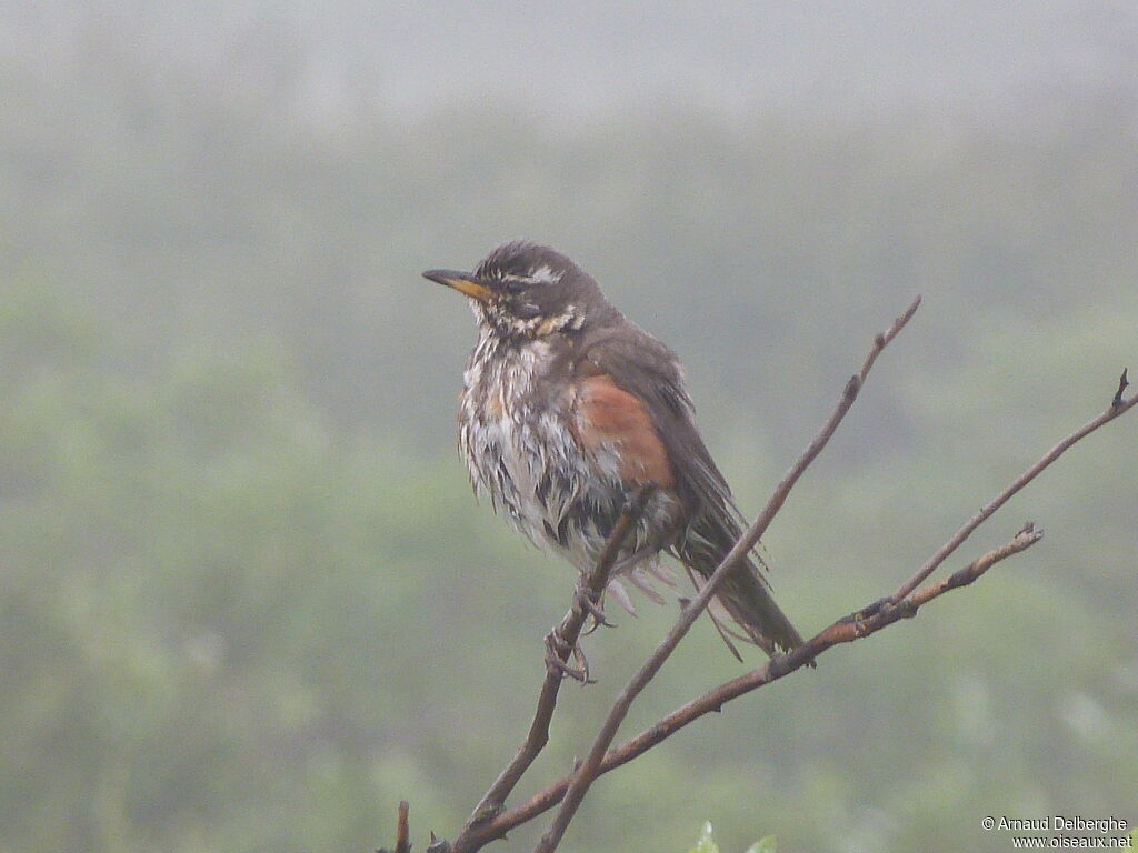 Redwing