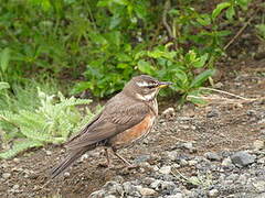 Redwing