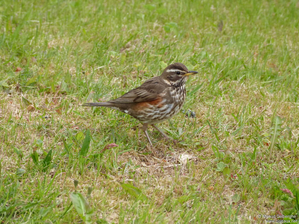 Redwing