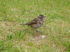 Redwing