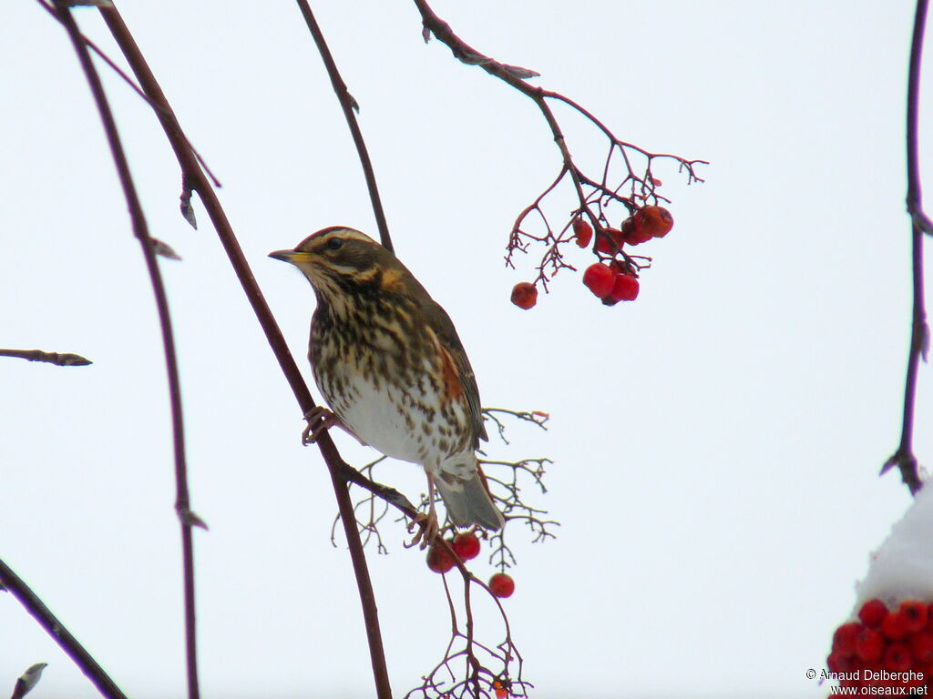 Redwing