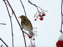 Redwing