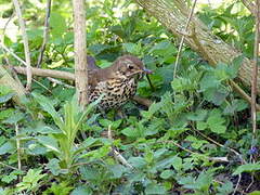 Song Thrush