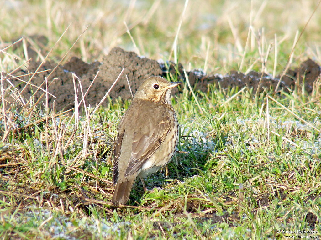 Song Thrush