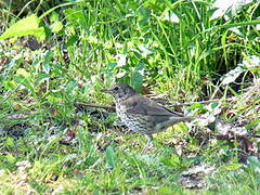 Song Thrush