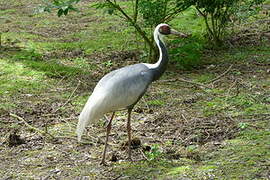 White-naped Crane