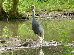 White-naped Crane