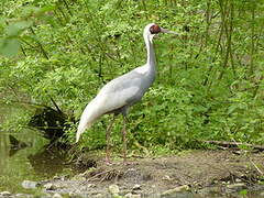 Grue à cou blanc