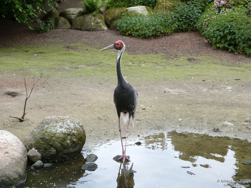 White-naped Crane