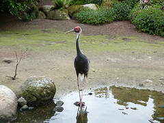 White-naped Crane