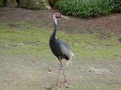 White-naped Crane