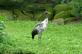 Black-necked Crane