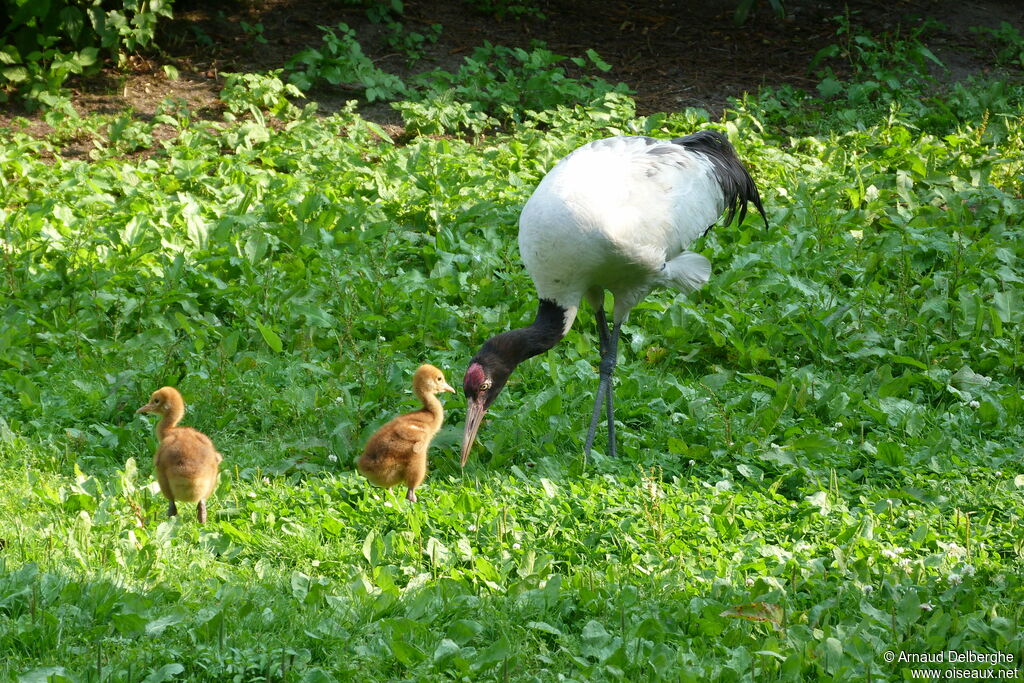 Grue à cou noir