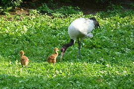 Black-necked Crane