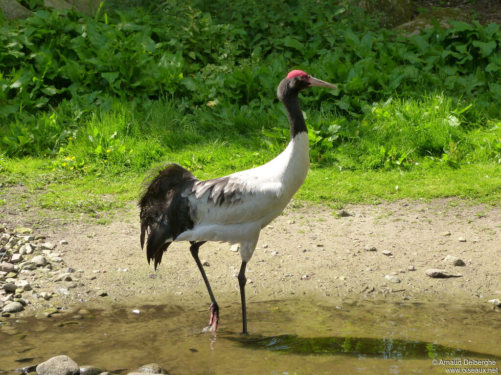 Grue à cou noir