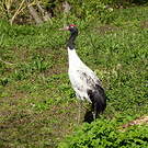 Grue à cou noir