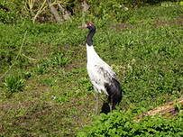 Grue à cou noir