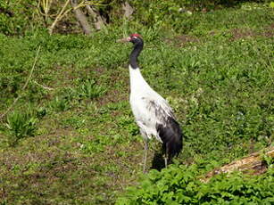 Grue à cou noir