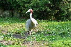 Sarus Crane