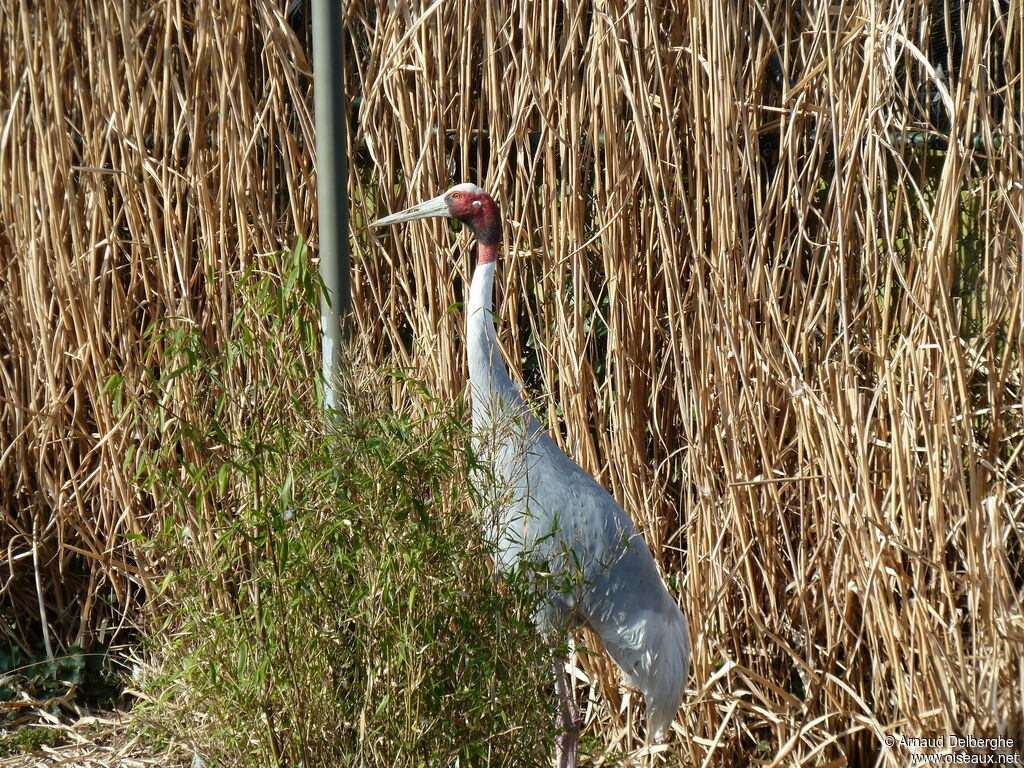 Sarus Crane