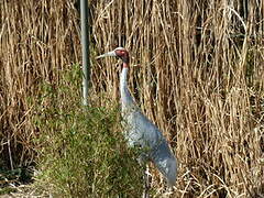 Sarus Crane