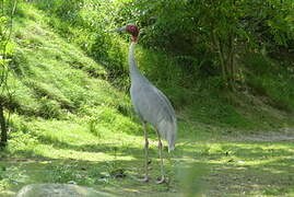 Sarus Crane