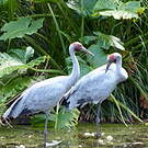 Grue brolga