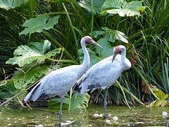 Brolga