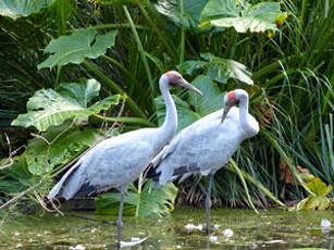 Grue brolga