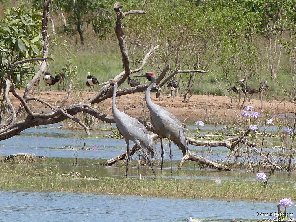 Grue brolga