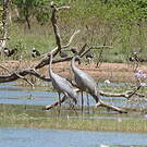 Grue brolga