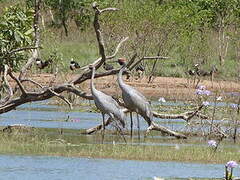 Brolga