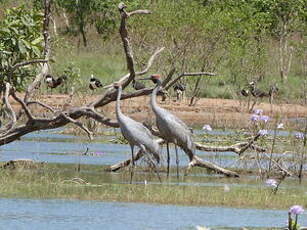 Grue brolga