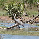 Grue brolga
