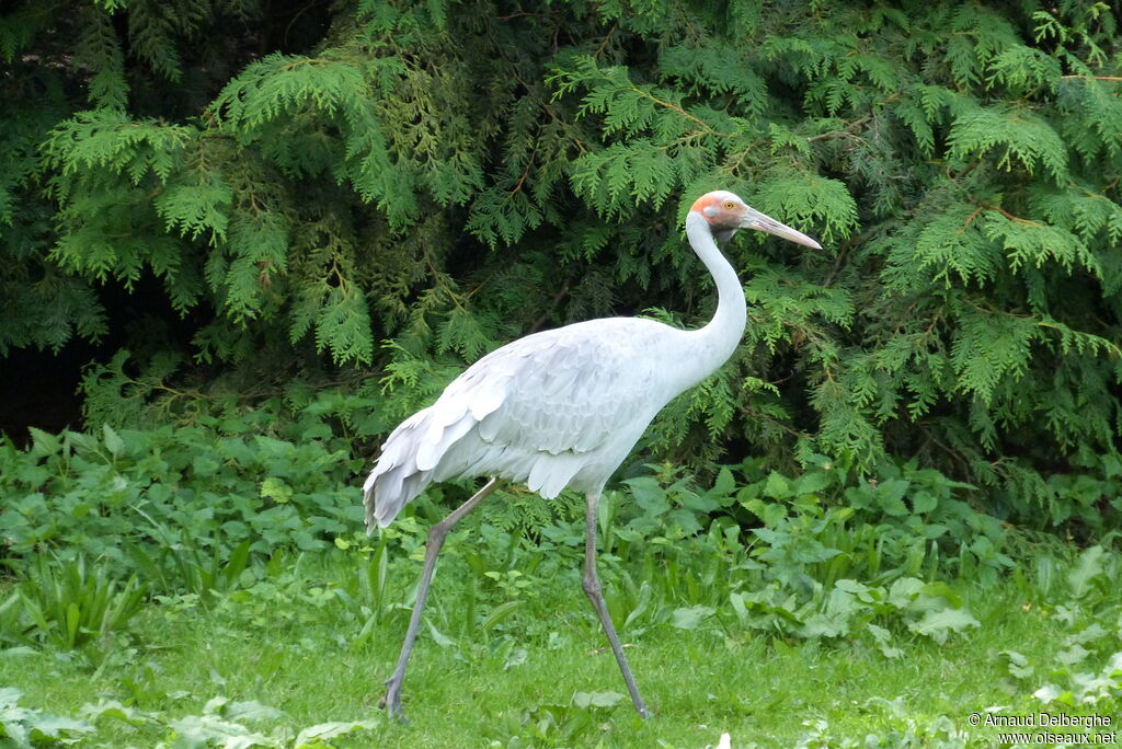 Grue brolga