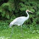 Grue brolga