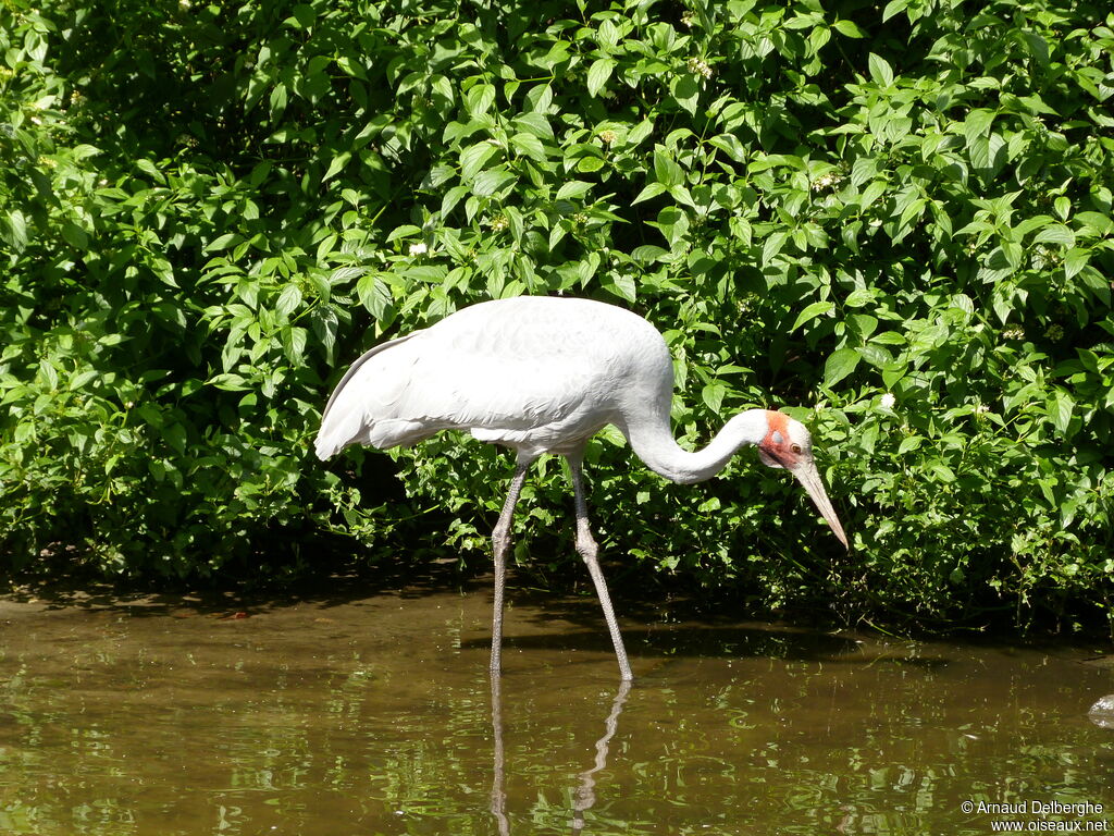 Brolga