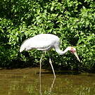 Grue brolga
