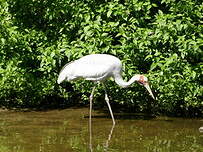 Grue brolga