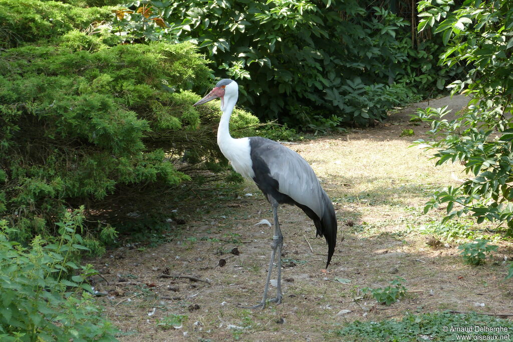 Wattled Crane