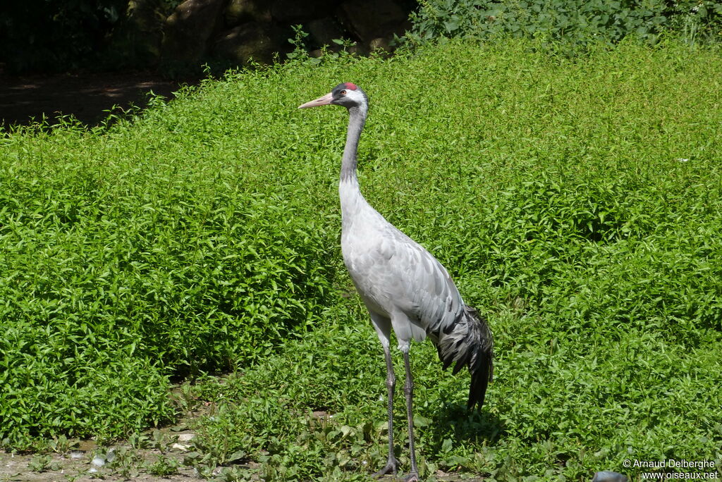 Common Crane