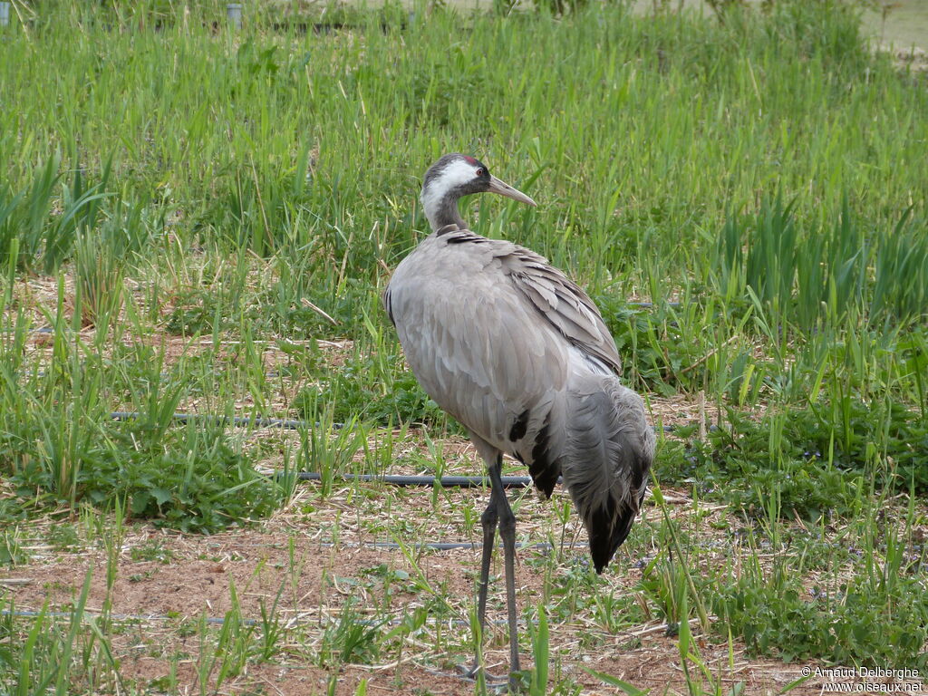 Grue cendrée