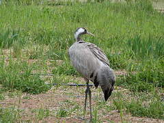 Common Crane